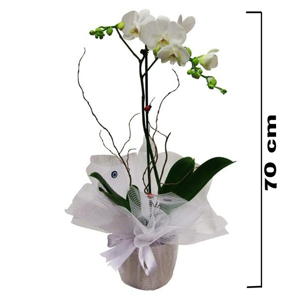 Saksda Phalaenopsis Orkide