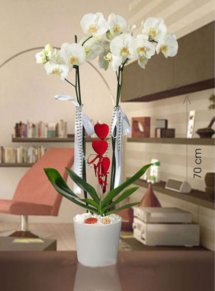 Canl Phalaenopsis THAL Orkide