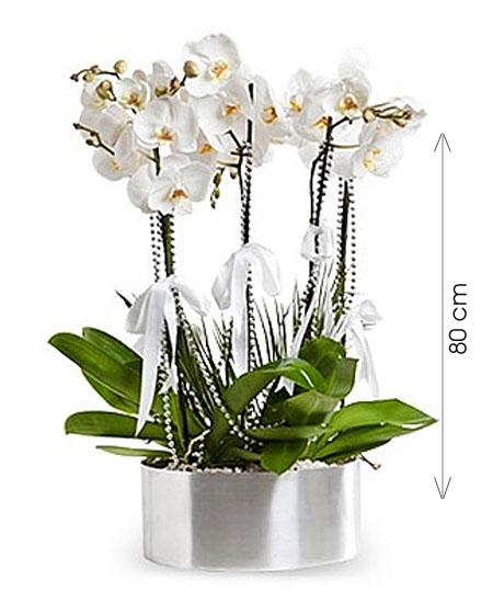 Phalaenopsis THAL Orkide Aranjman