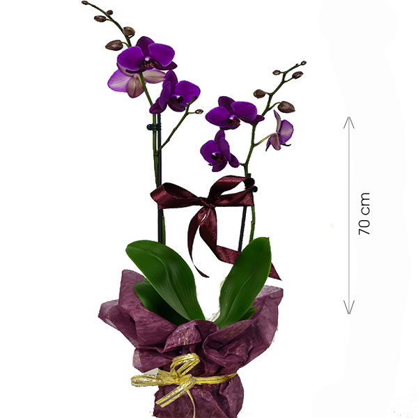 Saksda Phalaenopsis THAL Orkide
