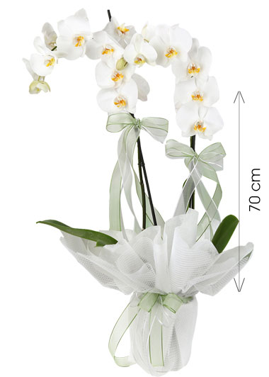 Saksda Phalaenopsis THAL Orkide