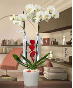 Canl Phalaenopsis THAL Orkide
