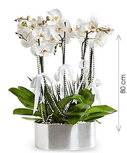 Phalaenopsis THAL Orkide Aranjman