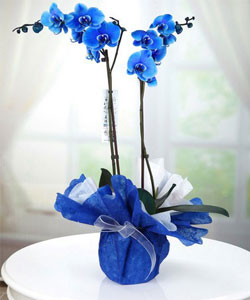 THAL ift Dal Mavi Orkide