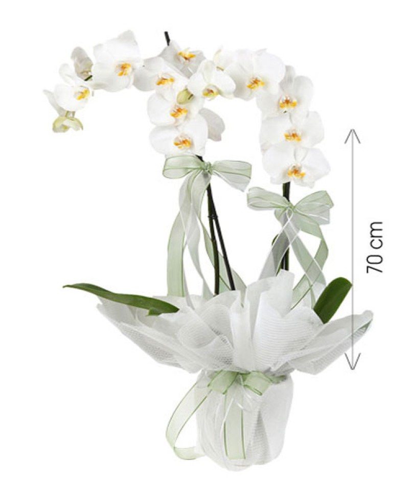 Saksıda Phalaenopsis İTHAL Orkide
